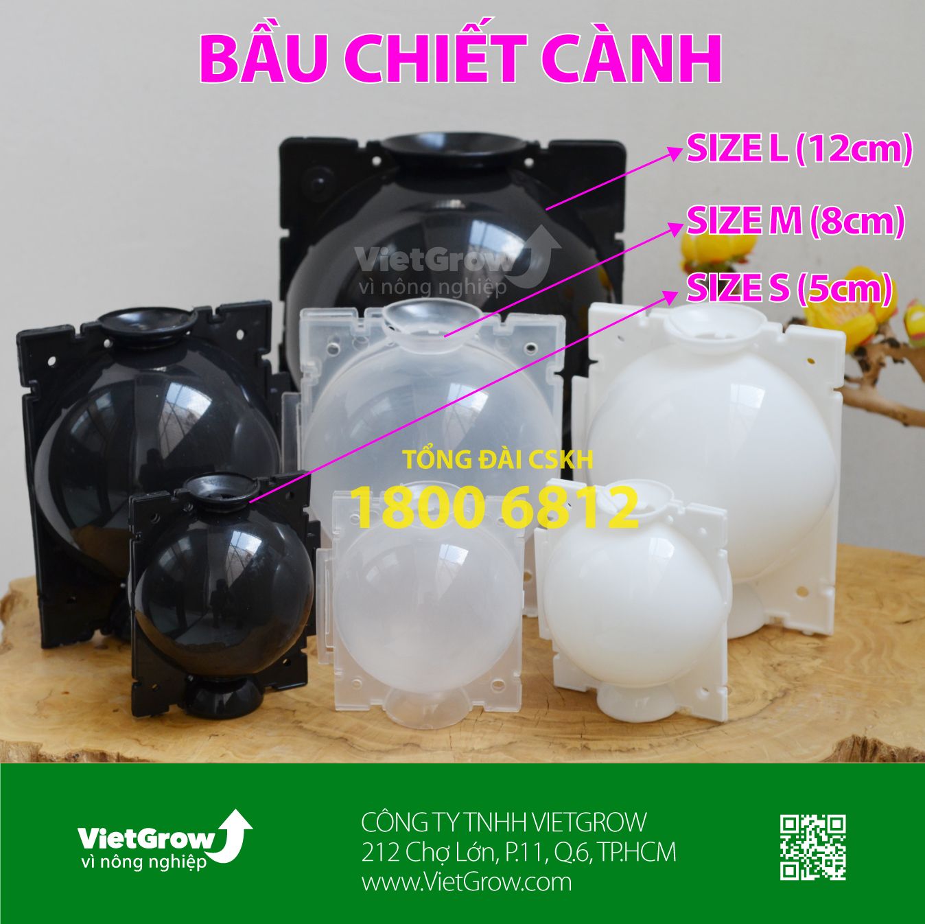  Bầu chiết cành 