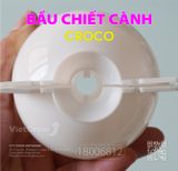  Bầu chiết cành 
