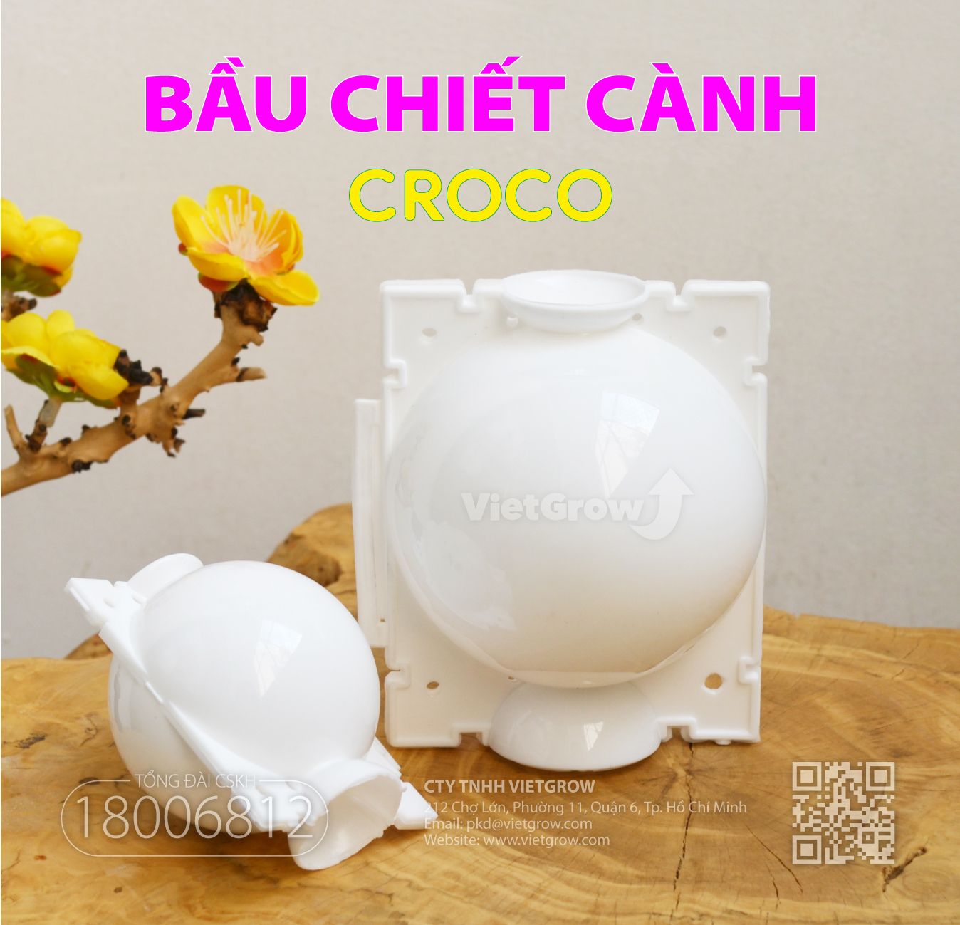  Bầu chiết cành 