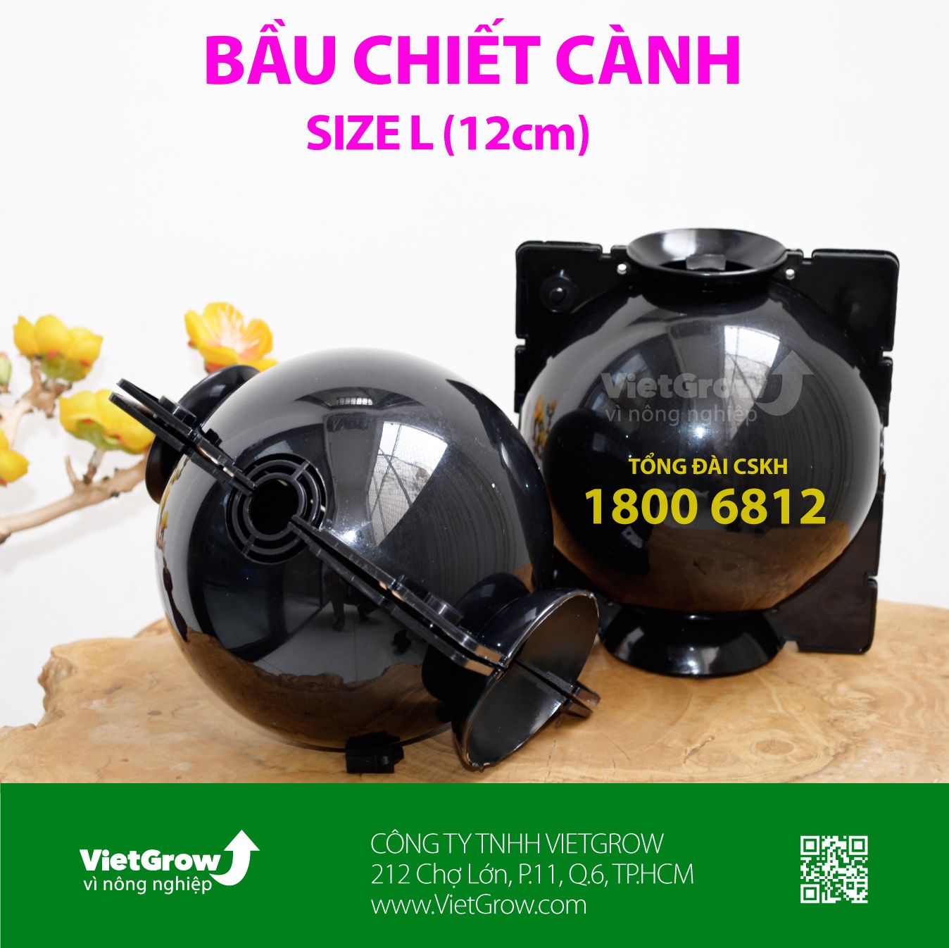  Bầu chiết cành 