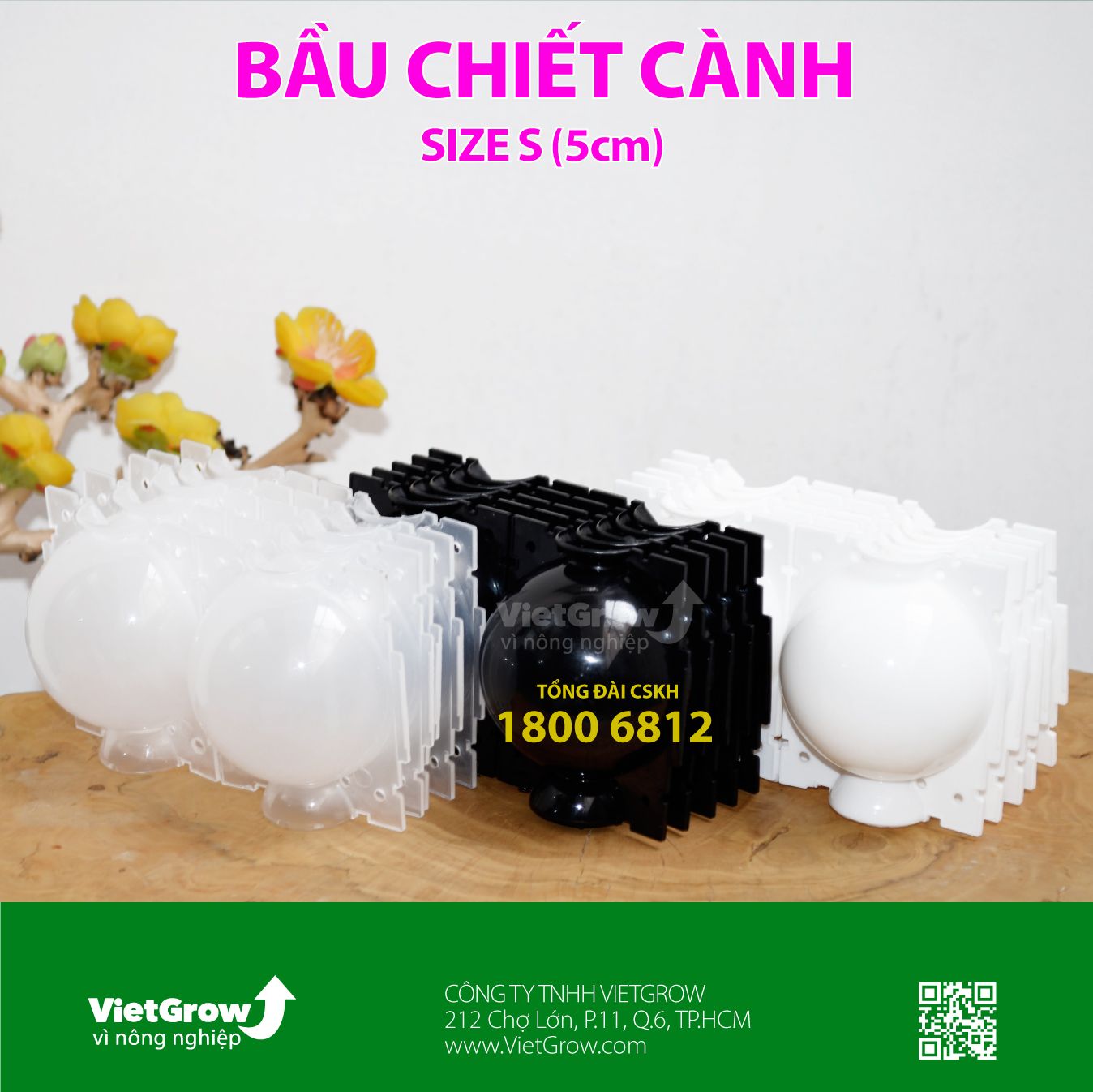  Bầu chiết cành 