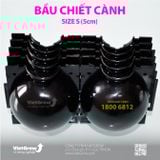  Bầu chiết cành 