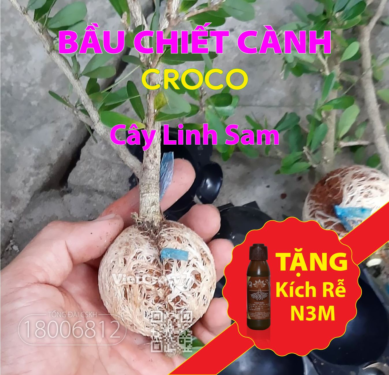  Bầu chiết cành 