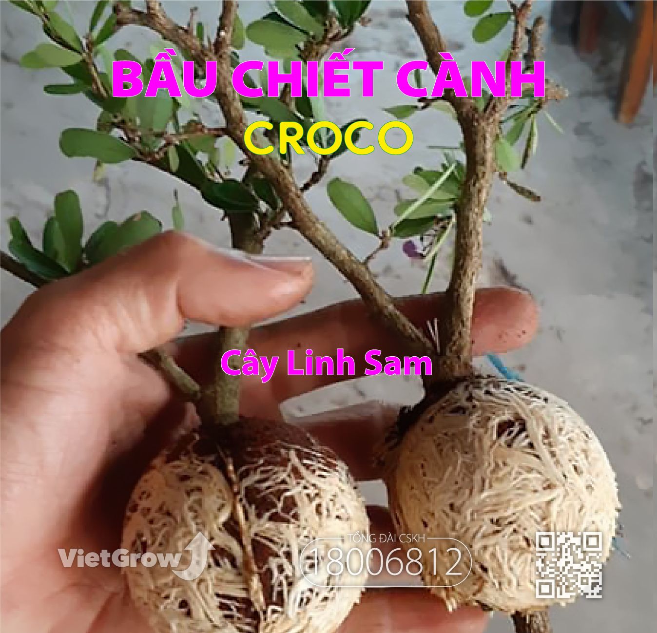  Bầu chiết cành 