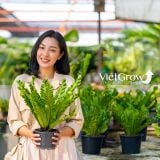  Chậu nhựa HT 