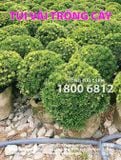  Túi vải trồng cây CROCO 