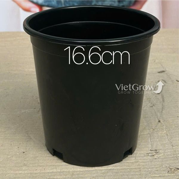  Chậu nhựa HELLO đường kính 16.6cm (H1) 