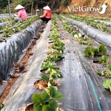  Lưới chống cỏ CROCO kích thước 4x100m 