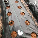  Lưới chống cỏ CROCO kích thước 4x100m 