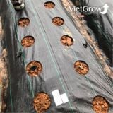  Lưới chống cỏ CROCO kích thước 1x50m 