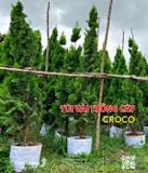  Túi vải trồng cây CROCO 