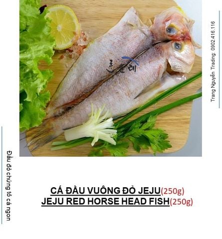  CÁ ĐẦU VUÔNG ĐỎ - RED HORSE HEAD FISH 