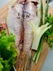CÁ ĐẦU VUÔNG ĐỎ - RED HORSE HEAD FISH