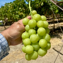 Nho Xanh Mỹ Valley Pearl (USA Grape - 8.15 Kgs)