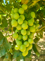 Nho Xanh Mỹ Autumn Crisp (USA Green Grape - 8.15 Kgs)