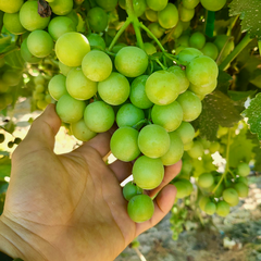 Nho Xanh Mỹ Autumn Crisp (USA Green Grape - 8.15 Kgs)