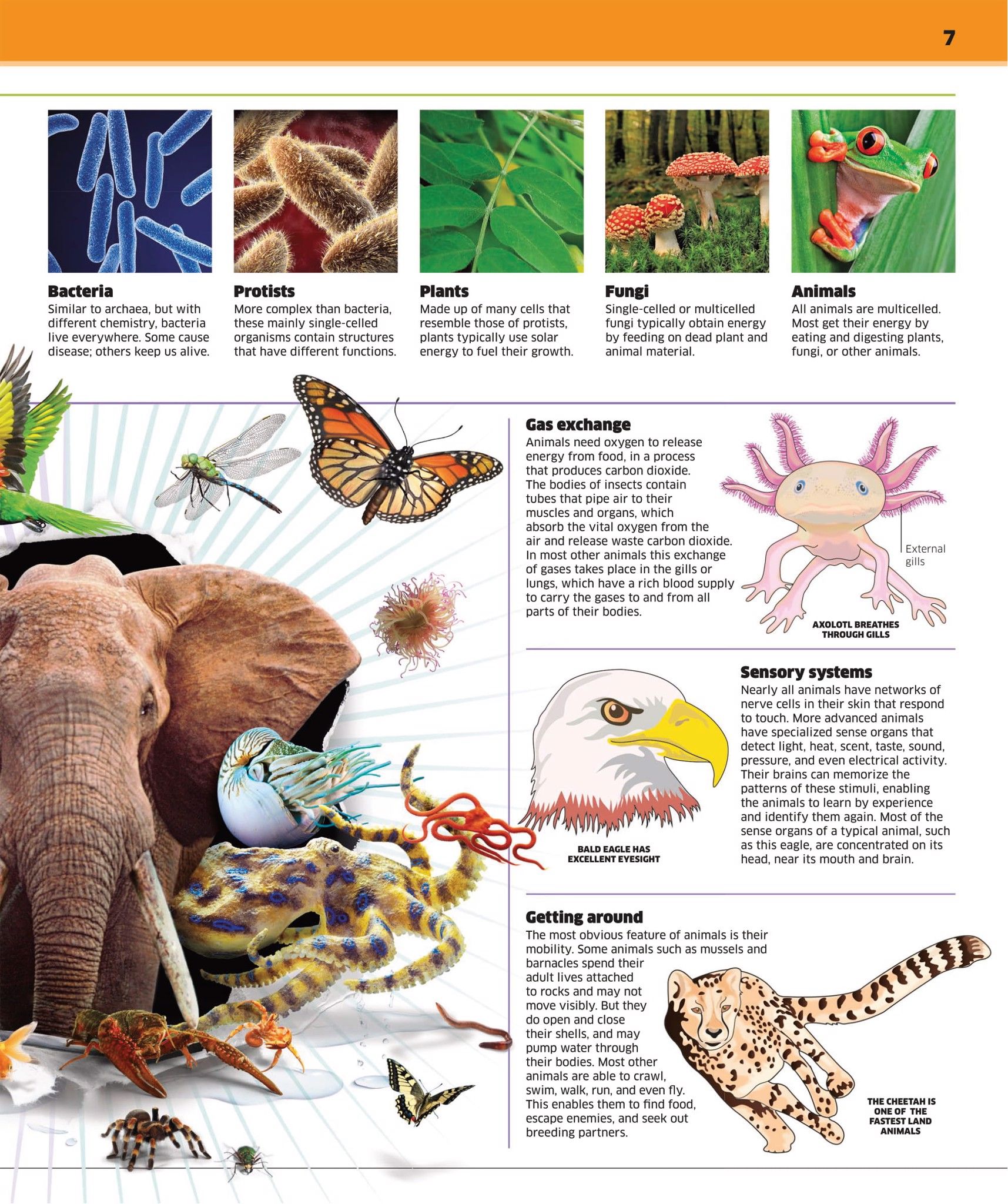 Animal! – E-books Max30 Animal! – E-books Max30