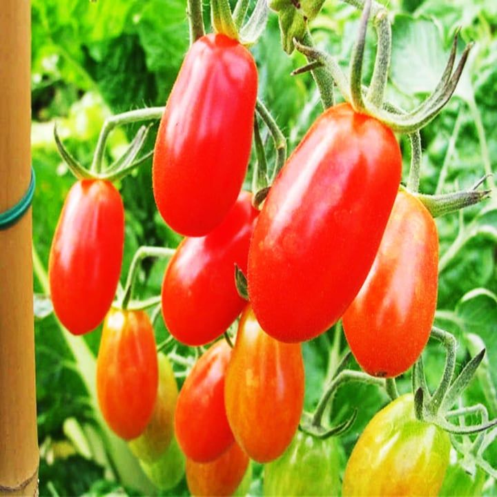 Hạt giống cà chua bi trồng được quanh năm, cây phát triển khỏe, chịu nhiệt tốt