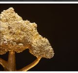  MÔ HÌNH CÂY VÀNG 