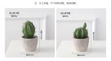  XƯƠNG RỒNG CHẬU XI MĂNG NHỎ 