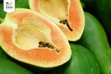  Đu Đủ Đỏ Hữu Cơ 