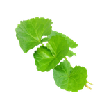  Rau má 