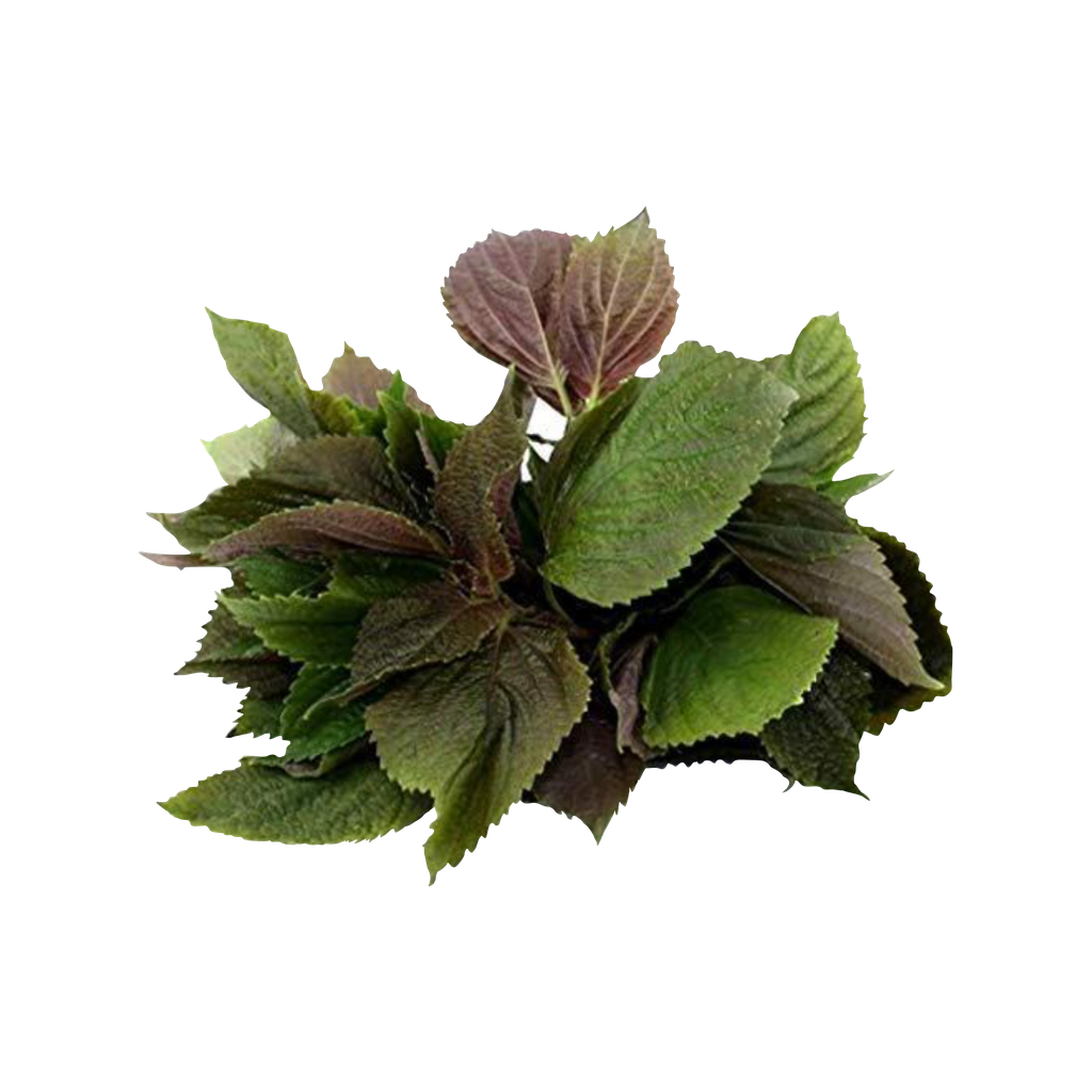 Công dụng cây tía tô