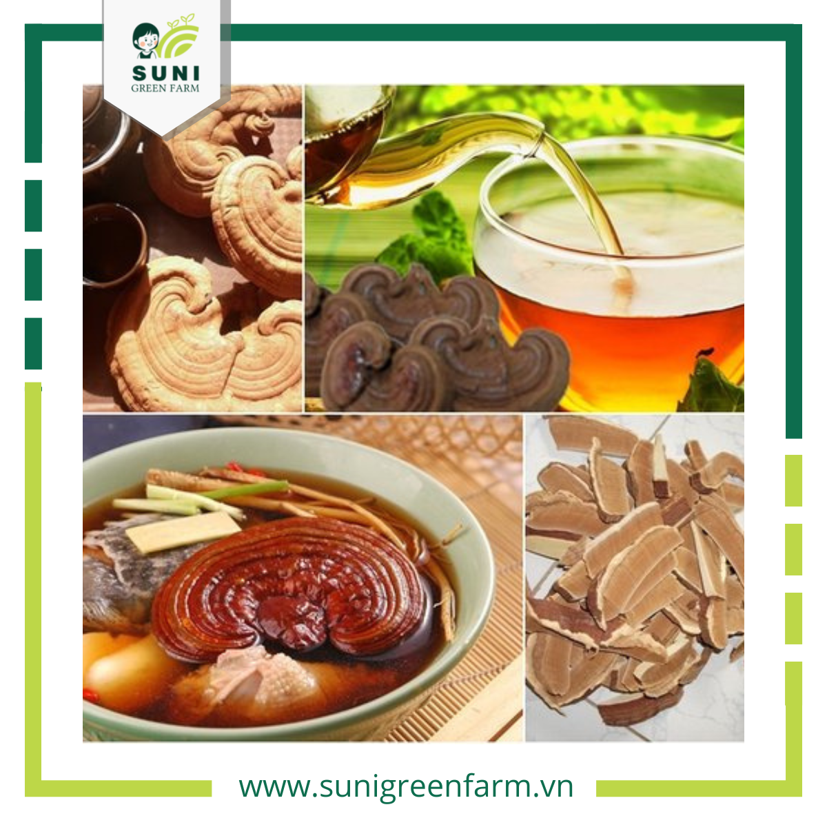 Nấm Linh Chi Đỏ – SUNI GREEN FARM