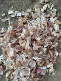 MÁY BÓC VỎ HÀNH TỎI MI NI