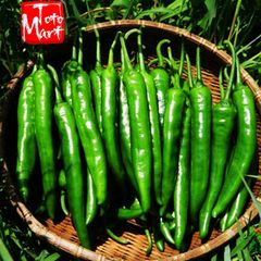 Ớt sừng xanh Hàn Quốc (100g)