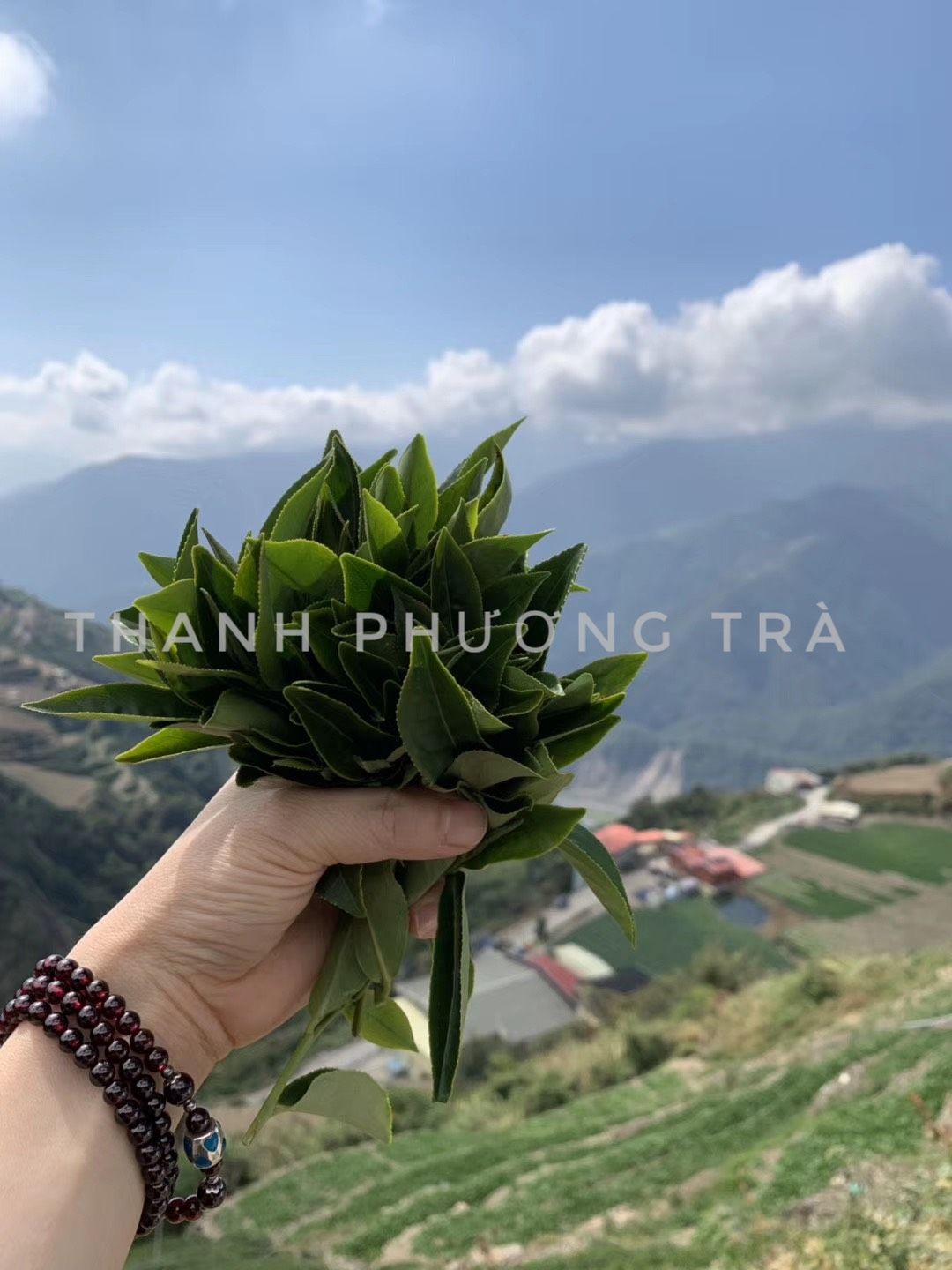  Oolong Phúc Thọ Trường Xuân 