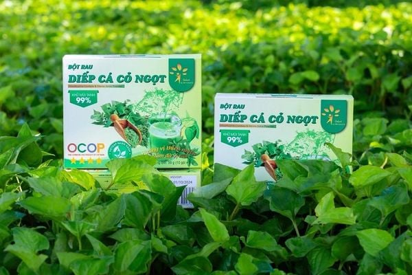 Bột diếp cá cỏ ngọt sấy lạnh Dalat ichifoods - Đạt chứng nhận OCOP 4 Sao, FDA, VIETGAP giảm 28% - Vị thuốc quý đã dễ uống