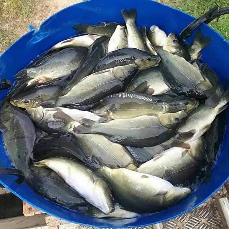  CÁ CHUỖI NGỌC 