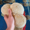 sodiepnhat