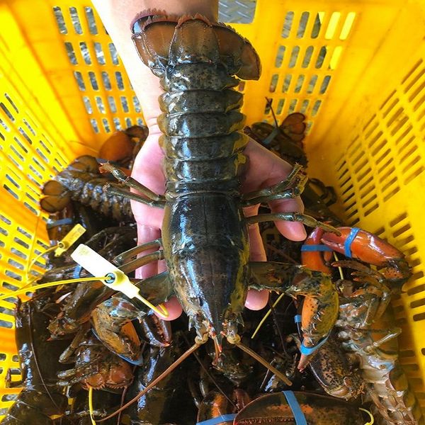  TÔM HÙM ALASKA BABY 