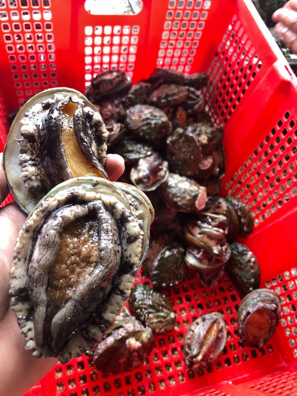  BÀO NGƯ HÀN QUỐC 