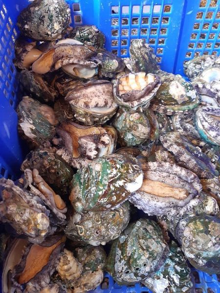  BÀO NGƯ HÀN QUỐC 