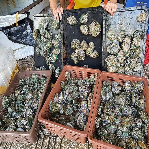  BÀO NGƯ HÀN QUỐC 