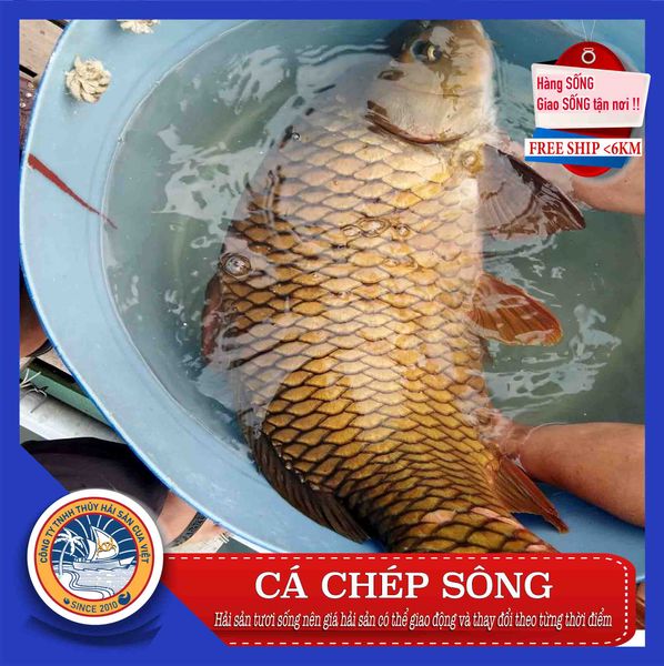  CÁ CHÉP SÔNG 