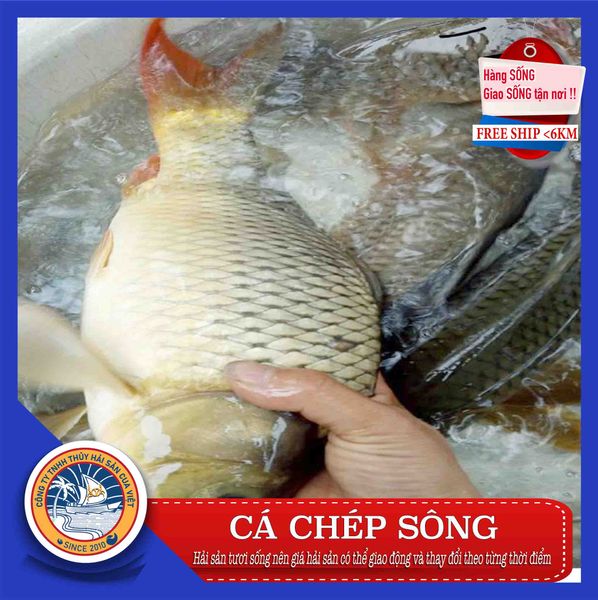  CÁ CHÉP SÔNG 