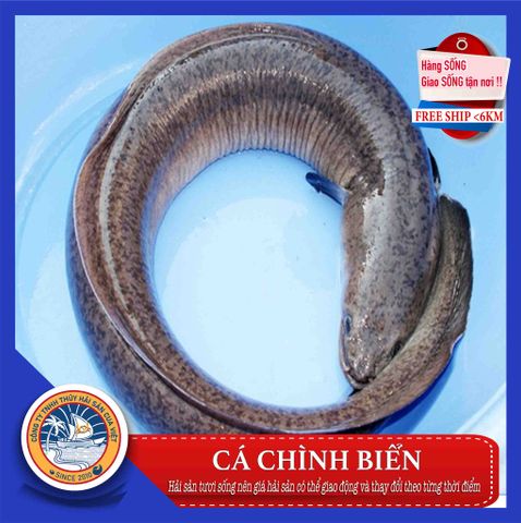 ca chinh bien