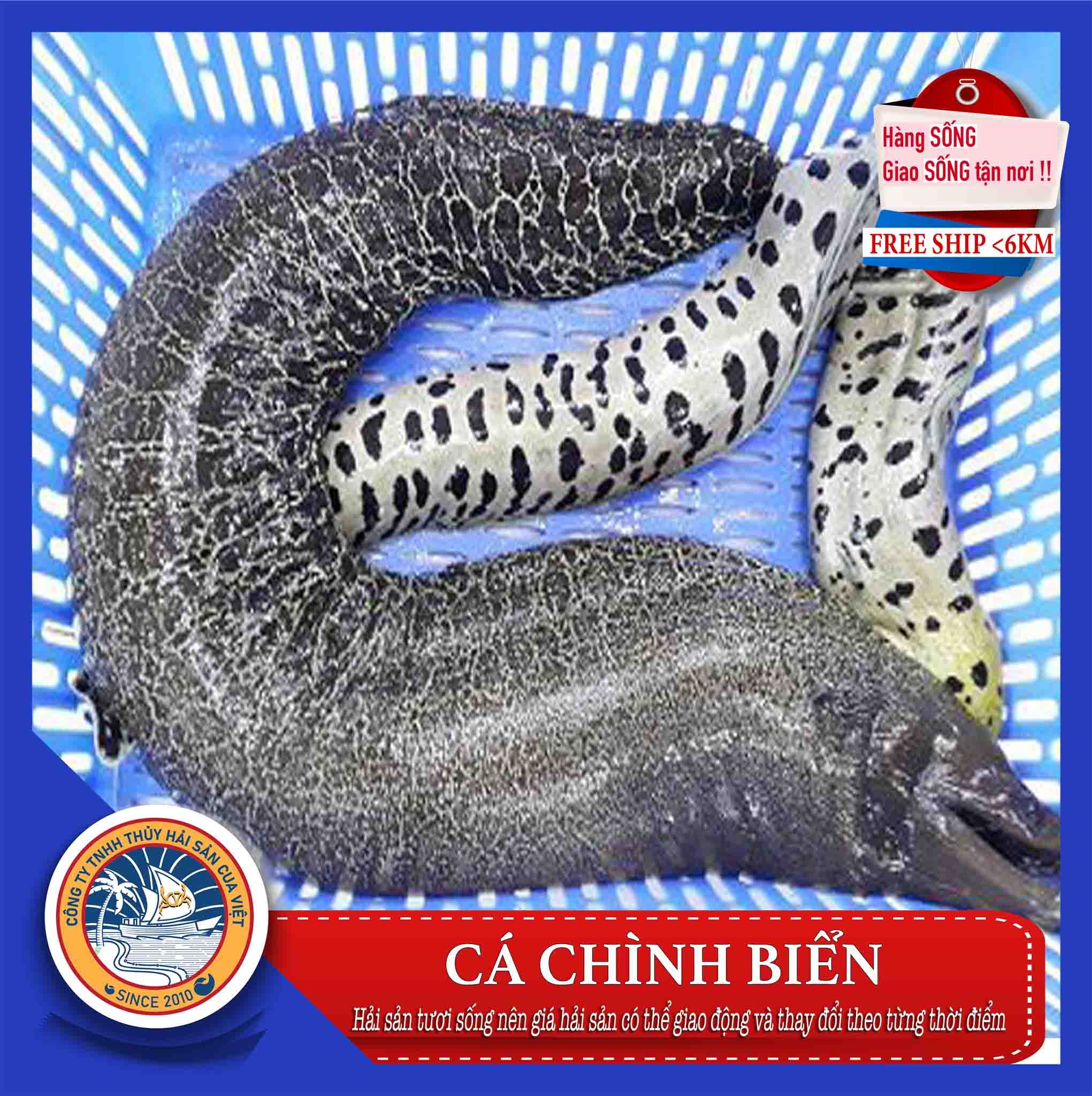  CÁ CHÌNH BIỂN 