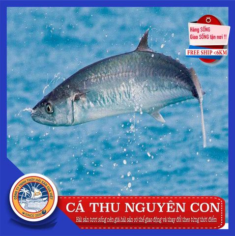 ca thu