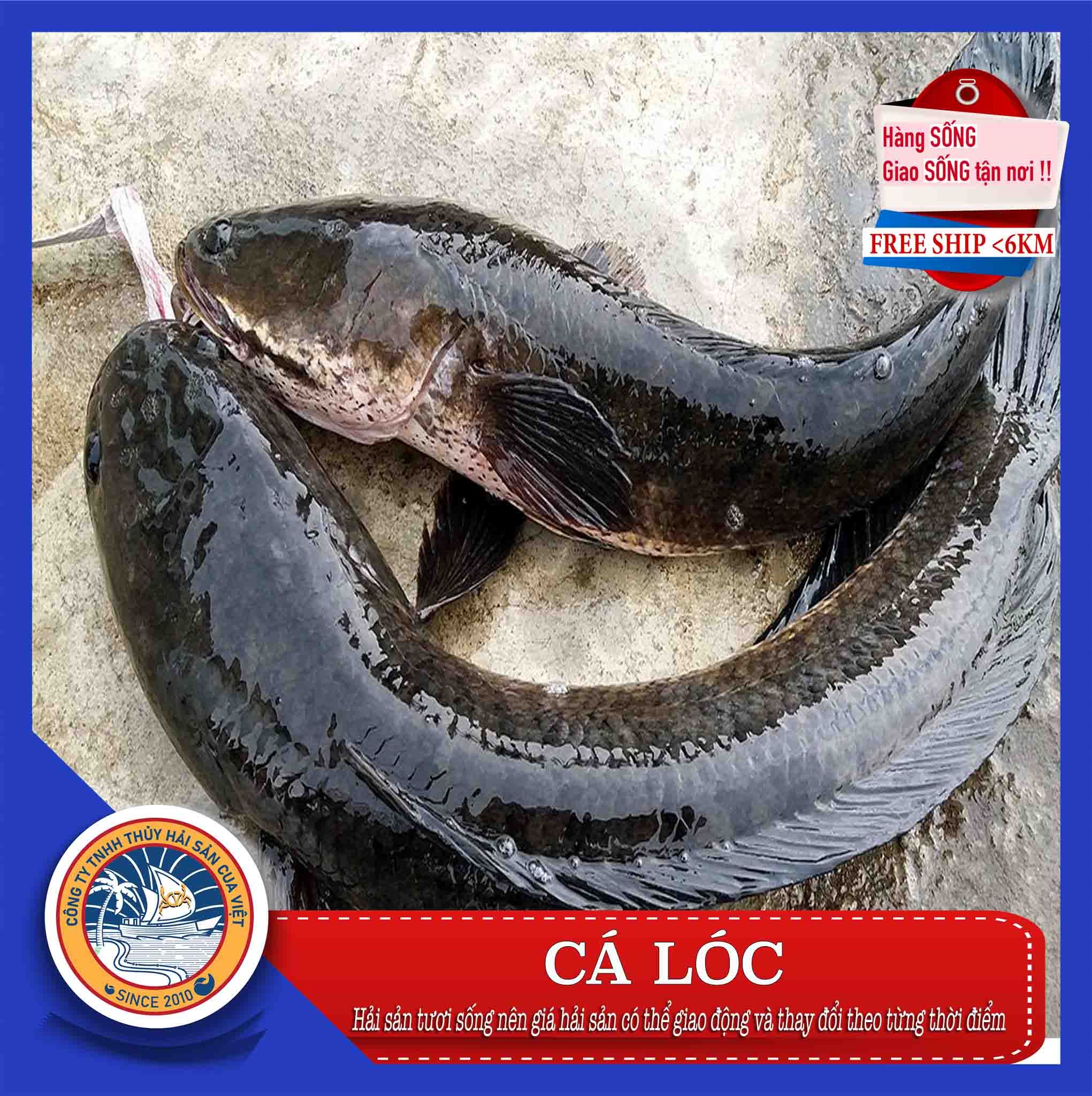 ca loc