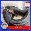 caloc