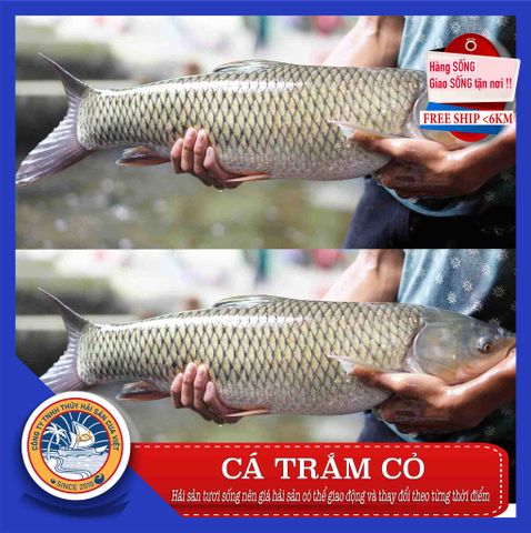 ca tram co