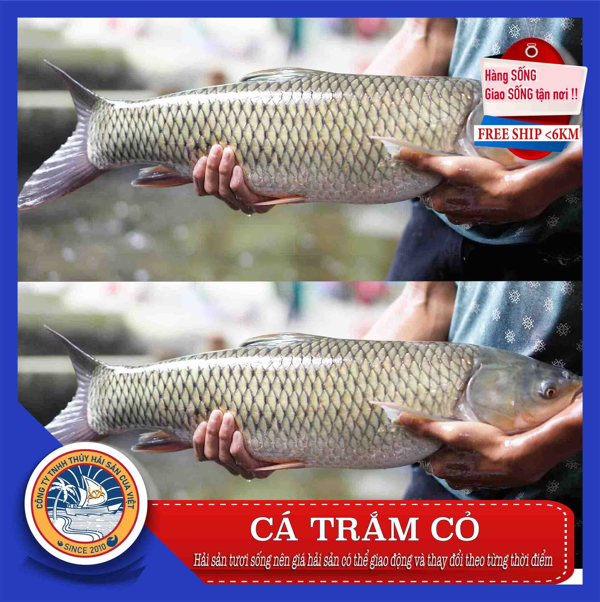 ca tram co