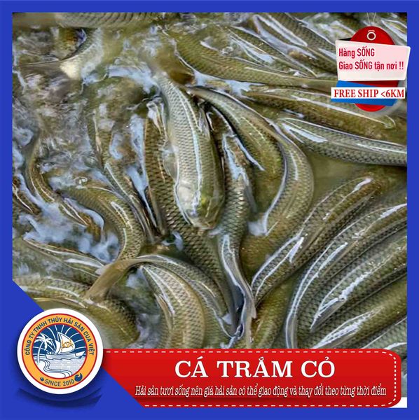  CÁ TRẮM CỎ 