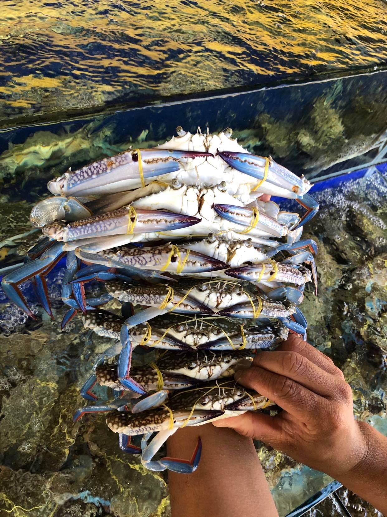  GHẸ XANH PHAN THIẾT LOẠI 1 