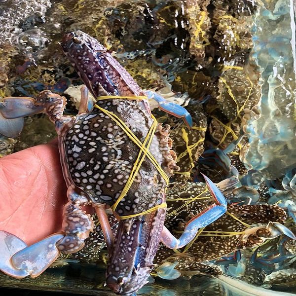  GHẸ XANH PHAN THIẾT LOẠI 2 